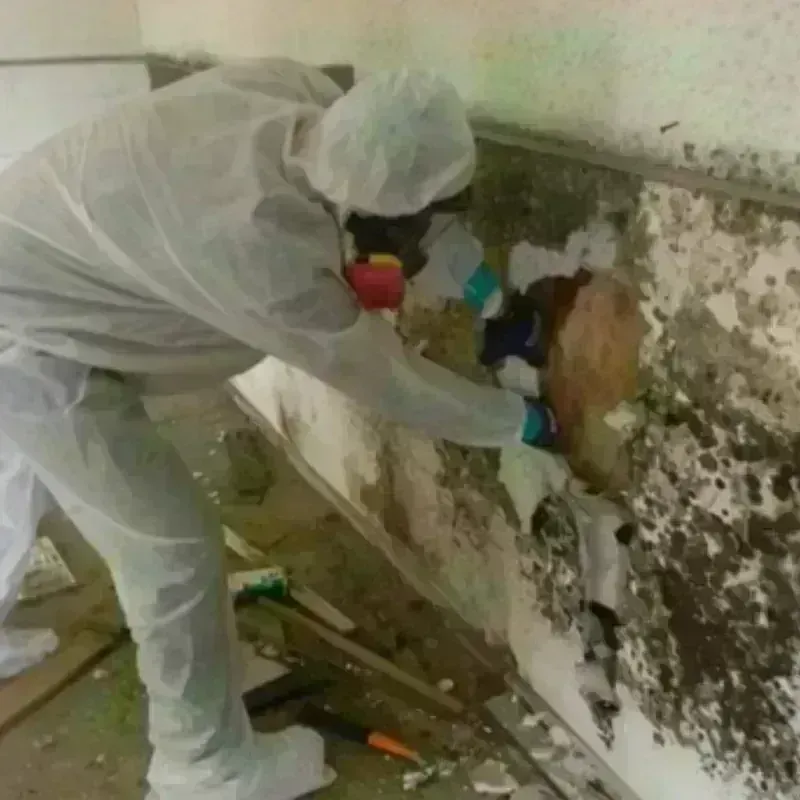 Mold Remediation and Removal in Dundee, OR